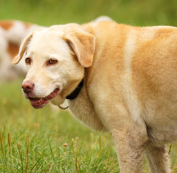 Hundebetreuung Friedrichshain 1